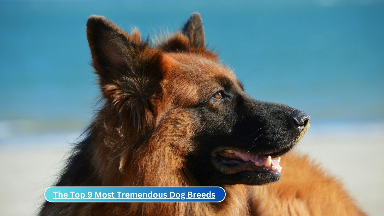 The Top 9 Most Tremendous Dog Breeds