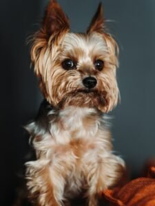 9 Advice for First-Time Owners of Yorkshire Terriers